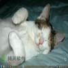 微软Windows7官方主题《可爱猫咪》