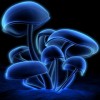 蓝色荧光蘑菇壁纸320*480