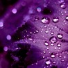 紫色叶子透明水珠ipad壁纸1024*1024