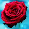 高清水珠红玫瑰手机壁纸640*960
