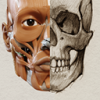 艺术家之3D解剖图Mac版V1.2.7