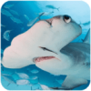 锤头鲨模拟器3d无限金币版